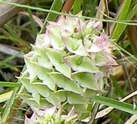 Cross-leaved Milkwort