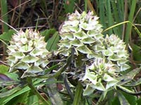 Cross-leaved Milkwort