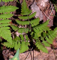 Oak Fern close up