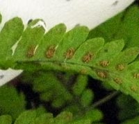 Oak Fern spore cases