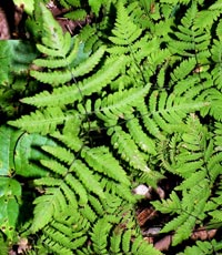 Oak Fern site