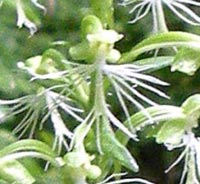 Ragged-fringed Orchid