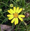 Sickle-leaved Golden Aster