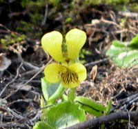 Round-leaved Yellow Violet