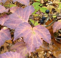 Maple-leaved Viburnum