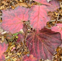 Maple-leaved Viburnum