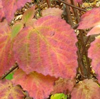 Maple-leaved Viburnum