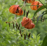 Turk's Cap Lily