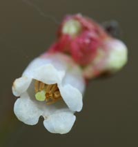 Out of season Blueberry blossom