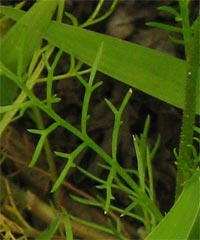 Close-up of Unknown exotic leaf