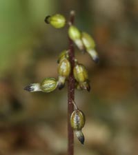 Autumn Coralroot flowering stalk