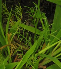 Unknown exotic plant