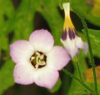 Second photo of unknown exotic