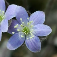 Hepatica