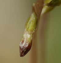 Close up of Autumn Coral root