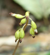 Autumn Coralroot