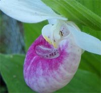 Showy Lady's-slipper Blossom