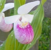 Showy Lady's-slipper plants