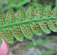 Slosson's Wood Fern Spores