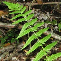 Slosson's Wood Fern