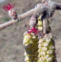 American Hazelnut close-up