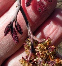 Speckled Alder