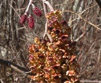 Speckled Alder