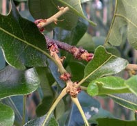 Post Oak buds and leaves