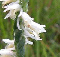 Spring or Grass-leaved Ladie’s-tresses