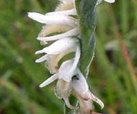 Spring or Grass-leaved Ladie’s-tresses close-up