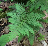 Long Beech Fern