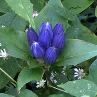 Bottle Gentian