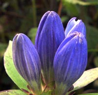 Bottle Gentian close up