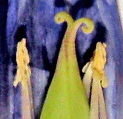 Bottle Gentian internal structure