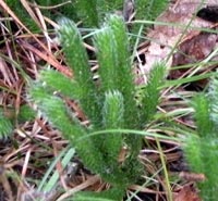 One-cone Clubmoss