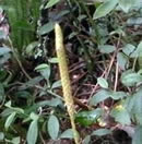One-cone Clubmoss fruiting body