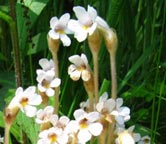 One-flowered Cancerroot