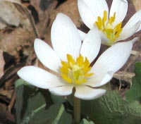 Bloodroot in bloom