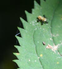 Close-up of Zig-zag Goldenrod leaf