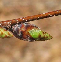 American Hornbeam bud