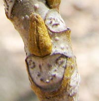 Bitternut Hickory Buds
