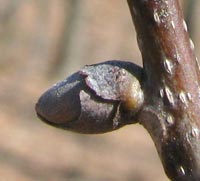 Pignut Hickory Buds