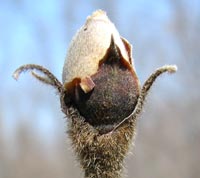 Shagbark Hickory bud