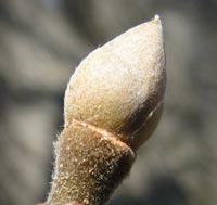 Mockernut Hickory Bud