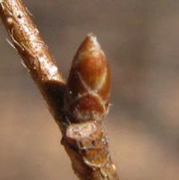 American Hop Hornbeam