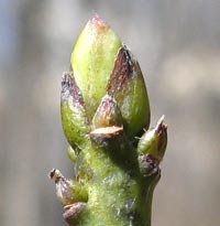 Sassafras bud