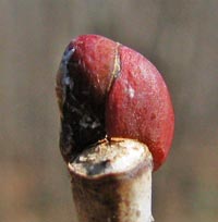 Basswood bud