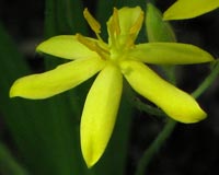 Close up of Yellow Star Grass