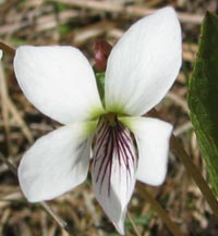 Lance-leaved Violet