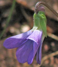 Palmate-leaved Violet